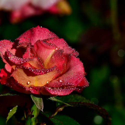 Rosa<br />&copy; Foto da Pexels