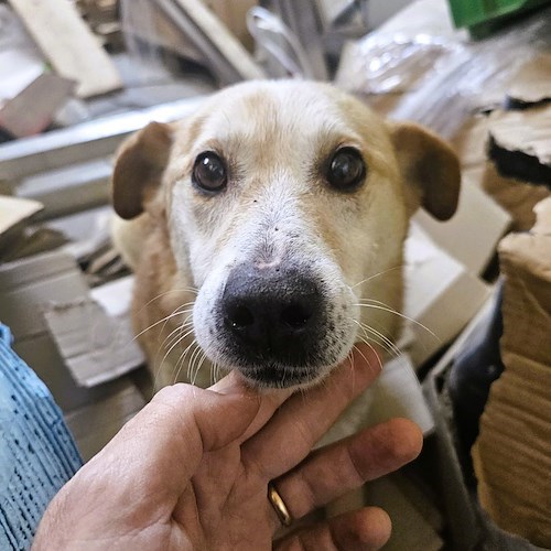 Vagava spaesato a Minori, cane messo in salvo dall'ENPA ma è senza microchip