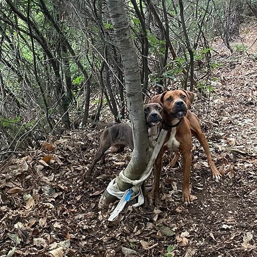 Genova, cani abbandonati e poi legati insieme ad un albero<br />&copy; Associazione UNA - Canile Municipale Monte Contessa - Genova