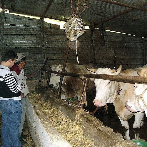 Visita alla fattoria Mannara